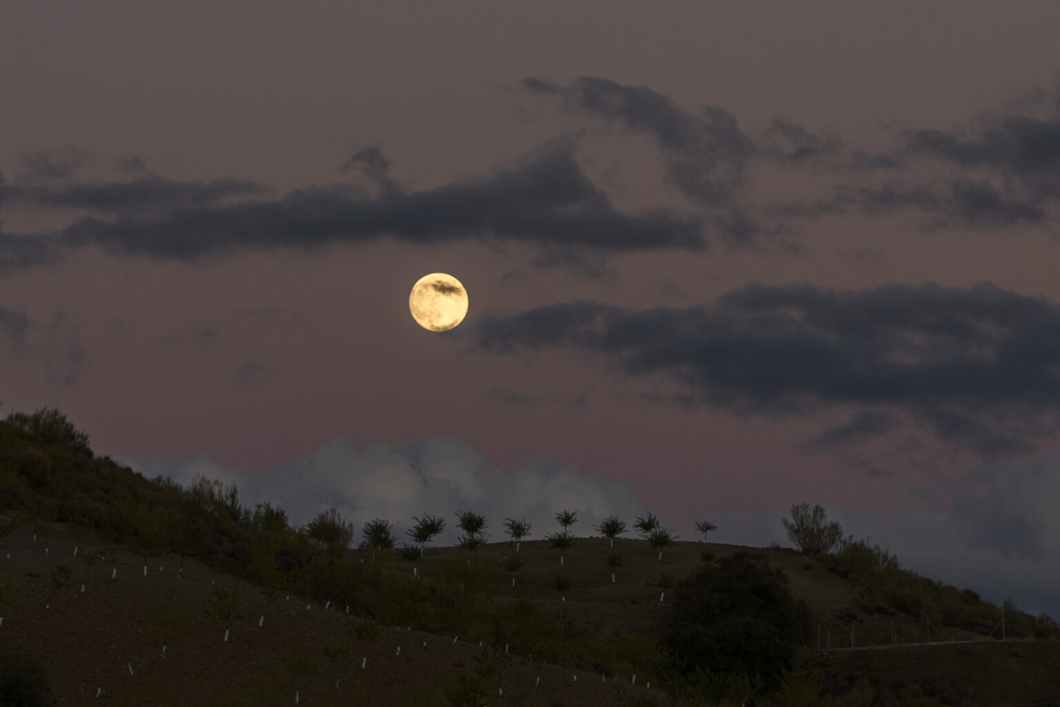 20241016_VVD_0002-web